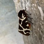 Natuur & Milieu | Vlinders 10