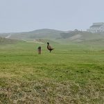 Natuur & Milieu | Vogels 18