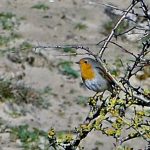 Natuur & Milieu | Vogels 44
