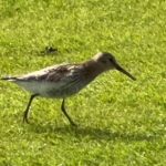 Natuur & Milieu | Vogels 6