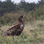 Natuur & Milieu | Vogels 7