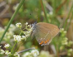 Natuur | nieuws 2025 2