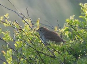 Natuur | nieuws 2026 1